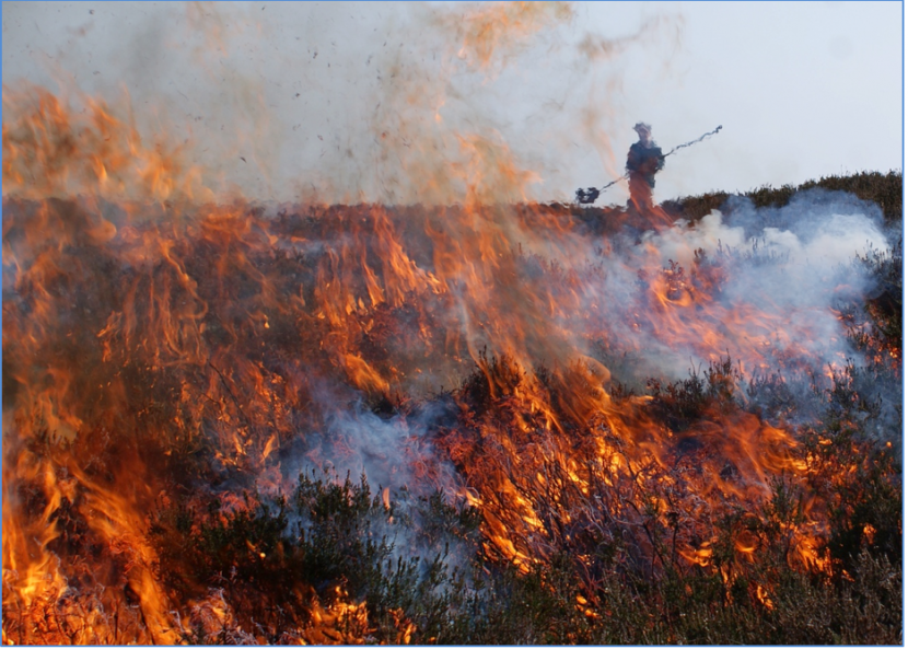 Figure 12 - Muirburn in progress