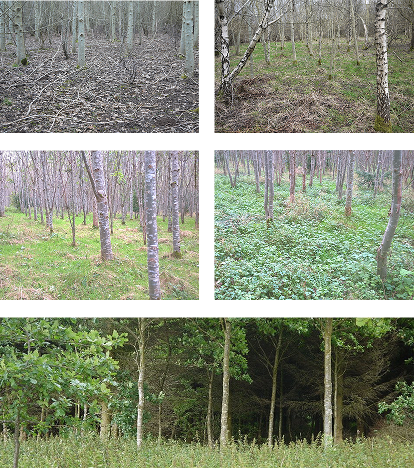 Examples of plants that establish on former arable and permanent pasture