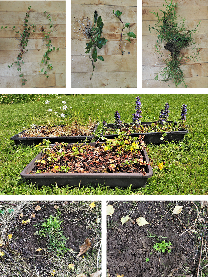 Cuttings and woodland plants grown from seed