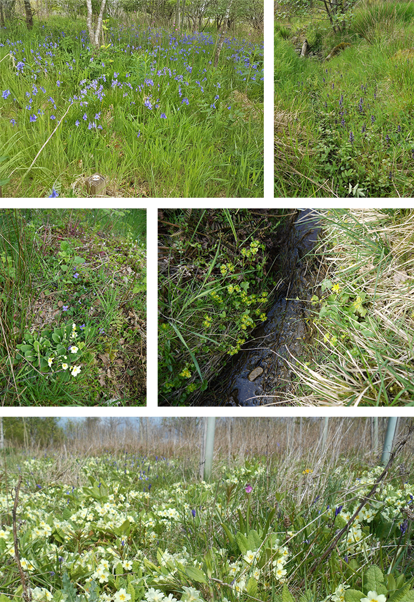 Wildflowers in a woodland