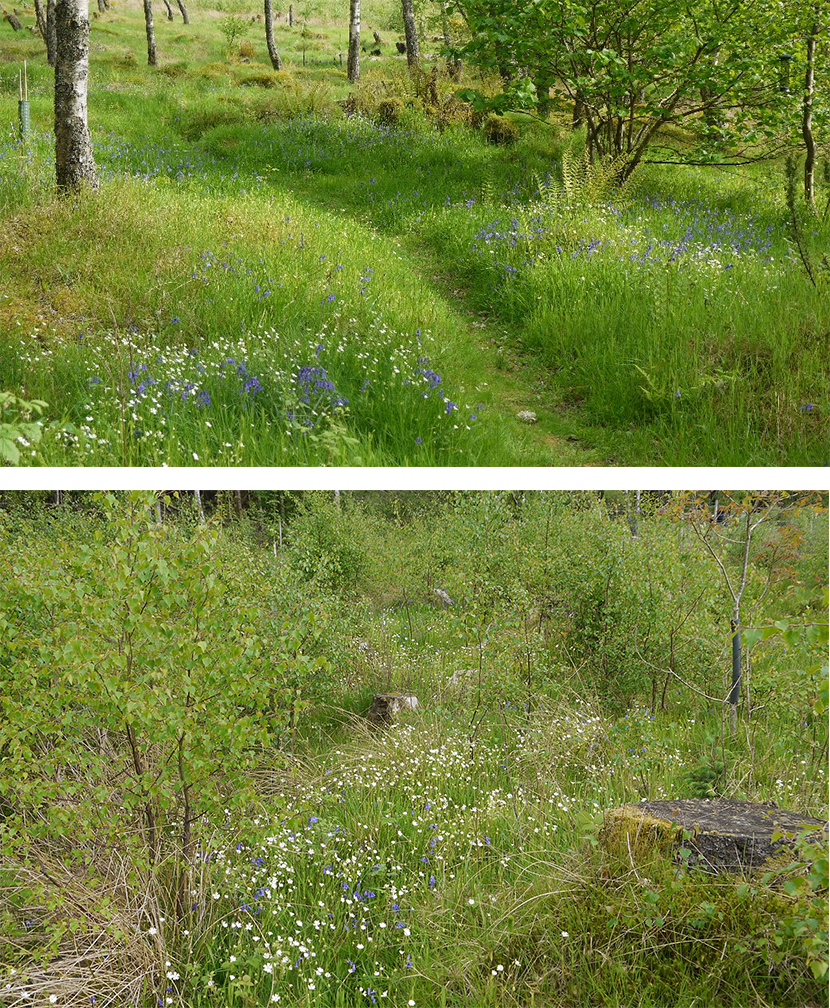 Bluebells and stitchwort in a woodland