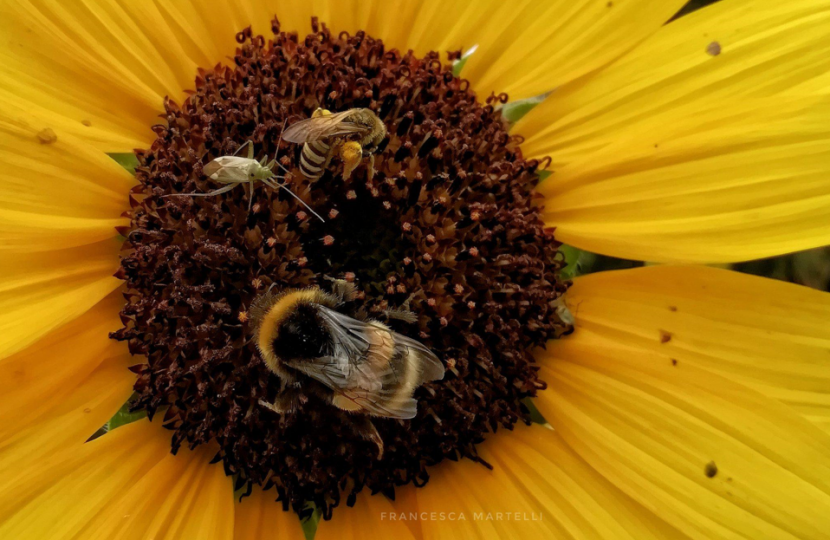 Yellow flower with bees and other pollinators on it.