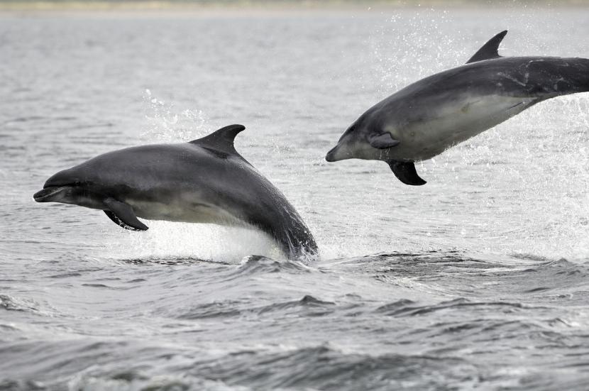 Dolphins