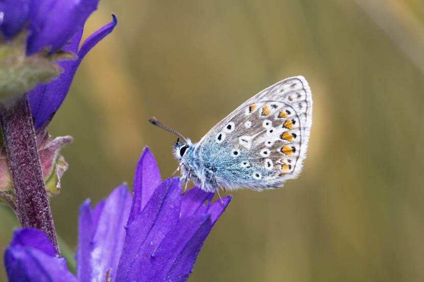 Common blue butterfly