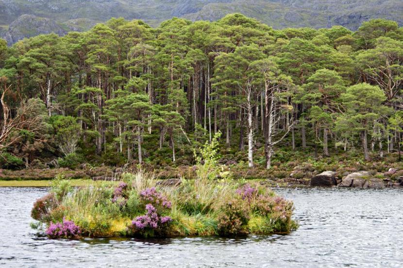 Floating island for black-throated divers