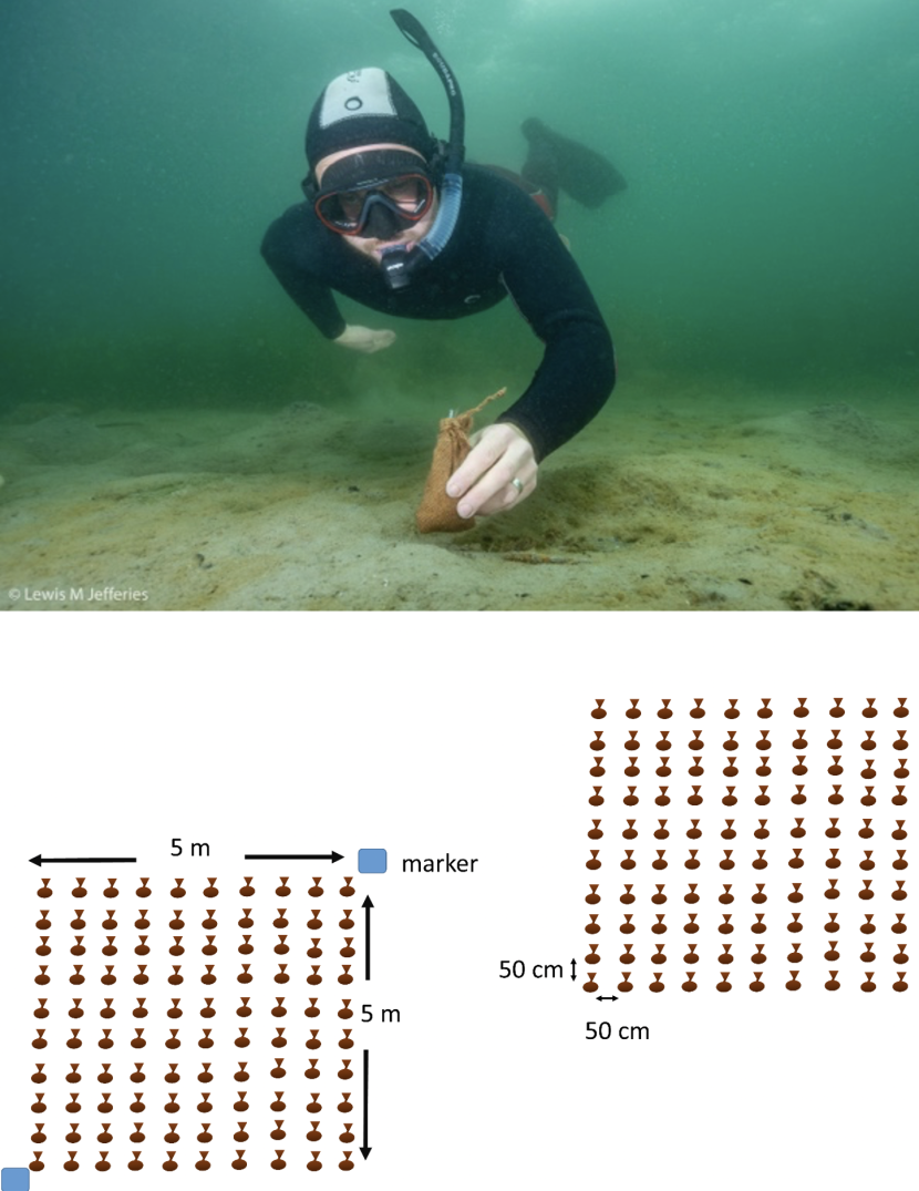 Deploying seeds in hessian bags and schematic of two grid patterns on the seabed
