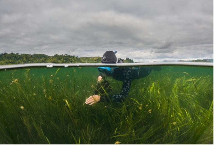 Half the photograph is underwater showing a person snorkelling in the seagrass with a bag to collect seeds.
