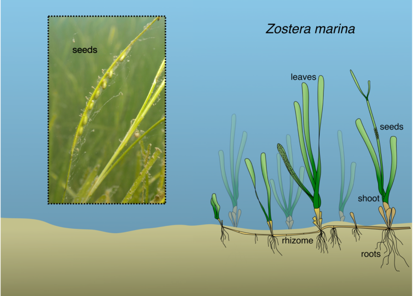 A sketch showing three seagrass shoots joined by a root running under the sediment. Seeds are indicated and shown in an inset image.