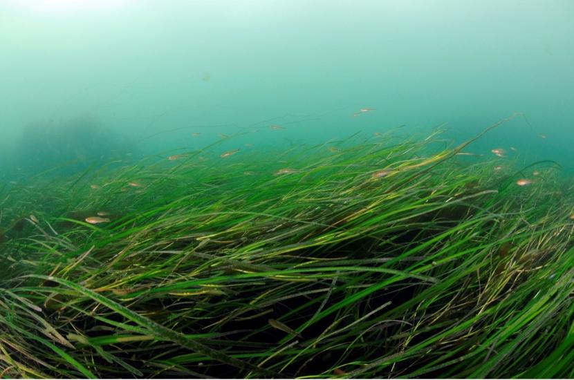 Seagrass