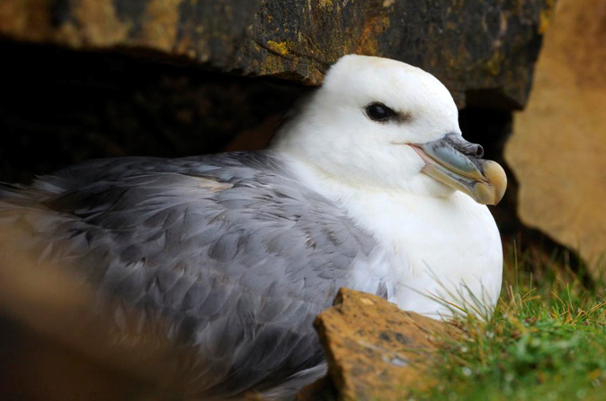 Seabird sitting in the cliffs
