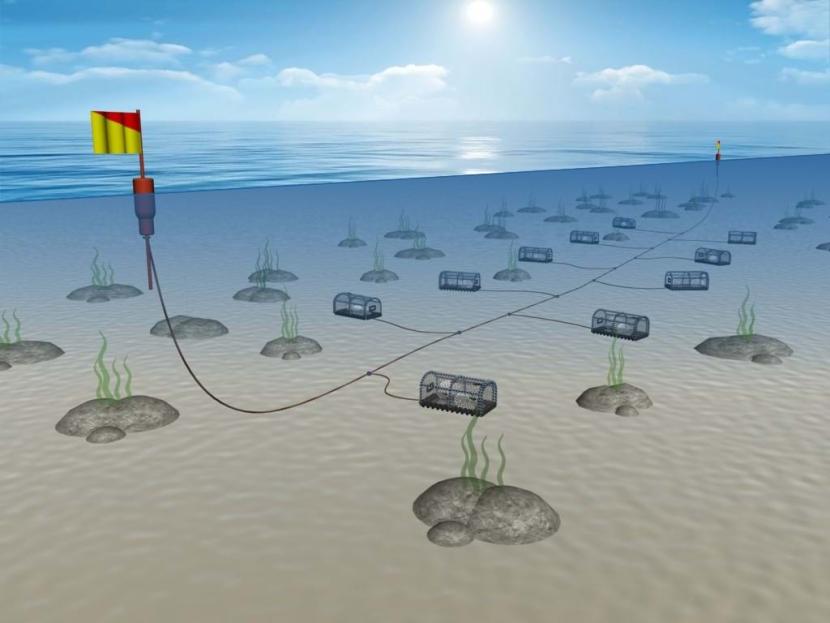 Rope laying on seabed with ends at surface on marker bouys. Series of evenly attached creels on main rope