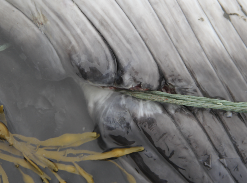 Rope cutting into whale flesh