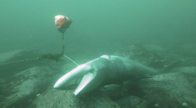 Whale carcass resting on seabed attached to rope and surface marker bouy