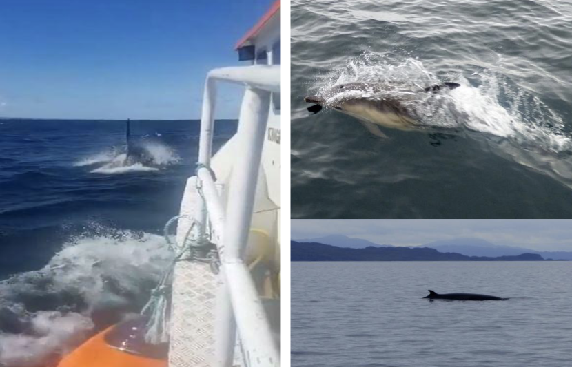 Cetaceans at sea