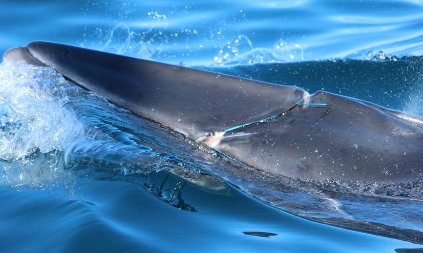 Minke whale with scaring at side of month and blue packing strap going over the body.