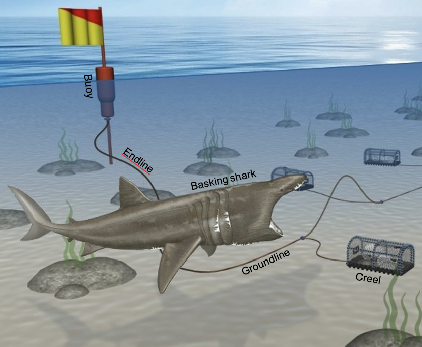 Diagram of creel fleet set up – cross section of seabed, water column and surface. Diagram names specific equipment in the picture ie groundline, creel, endline, and buoy. A basking shark is also present in the diagram.