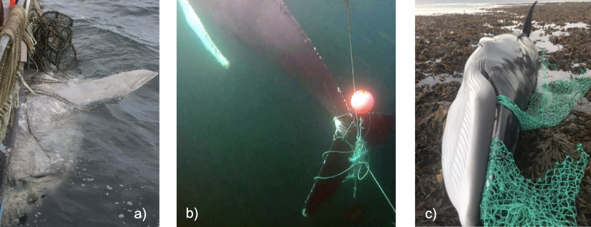 Animals entangled by different body parts (pectoral fin, tail and mouth) by fishing gear.