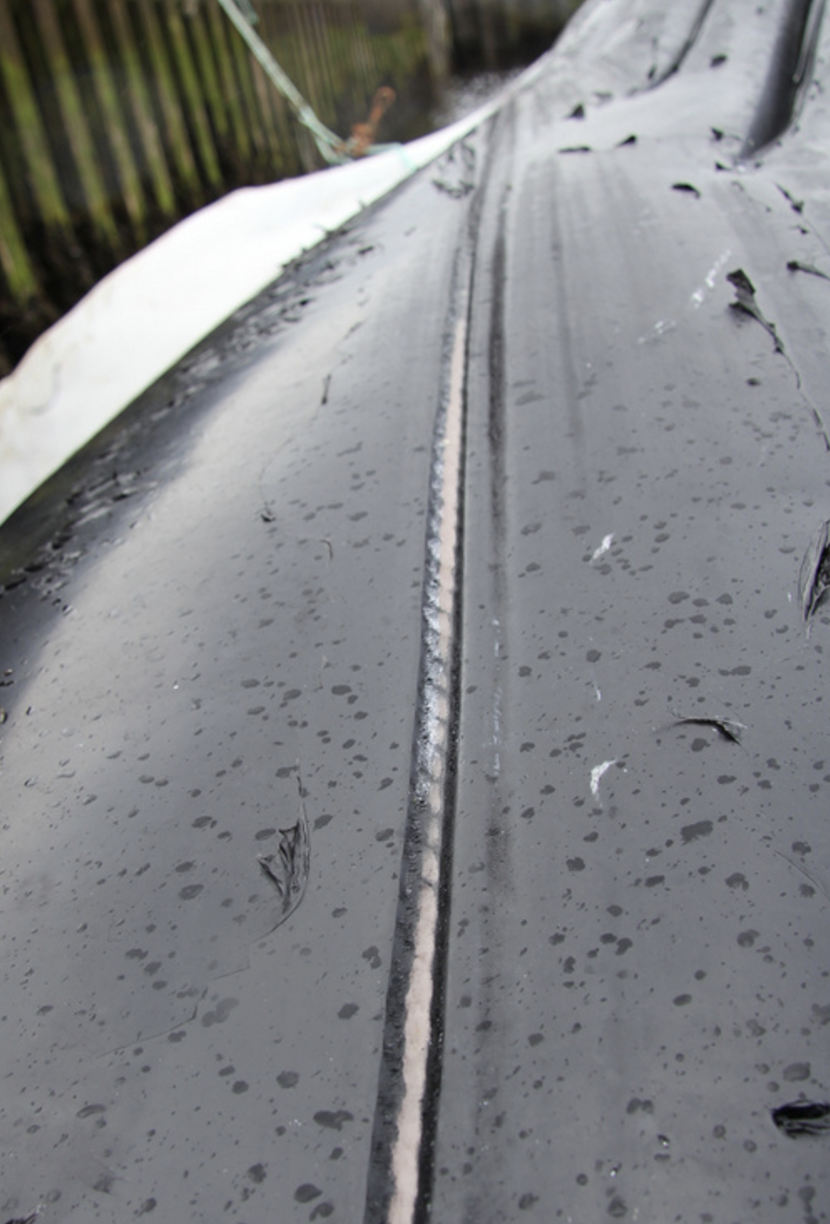 Abraded imprint of a rope showing white against the back skin of a whale