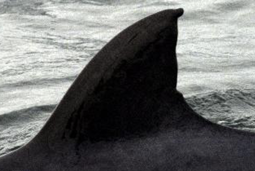 A minkie whale fin coming out of the water