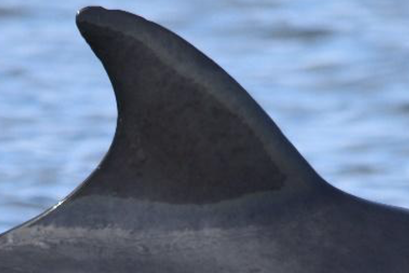 A minkie whale fin coming out of the water