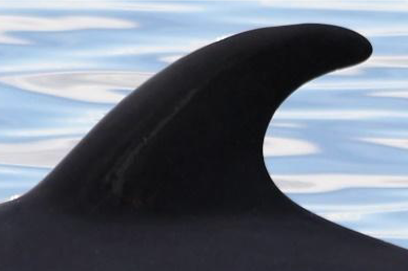 A minkie whale fin coming out of the water