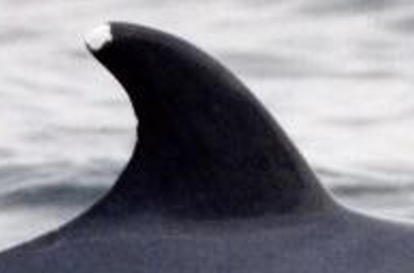 A minkie whale fin coming out of the water