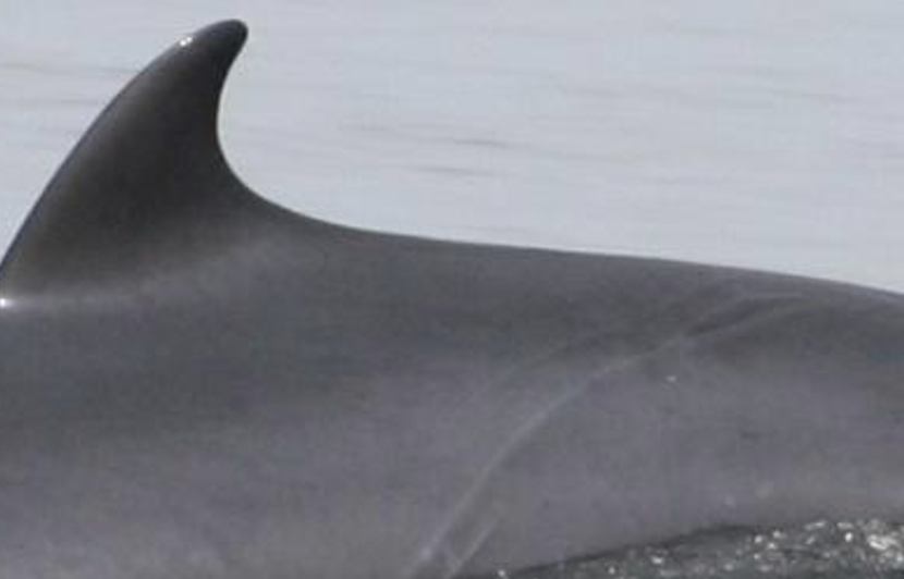 A minkie whale fin coming out of the water