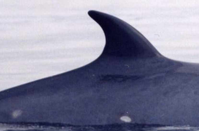 A minkie whale fin coming out of the water