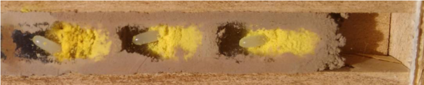 Three brooding cells from a red mason bee nest.