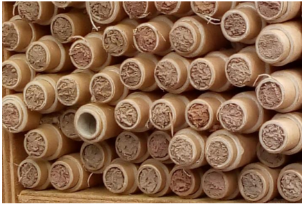 Many red mason bee nests plugged with mud.