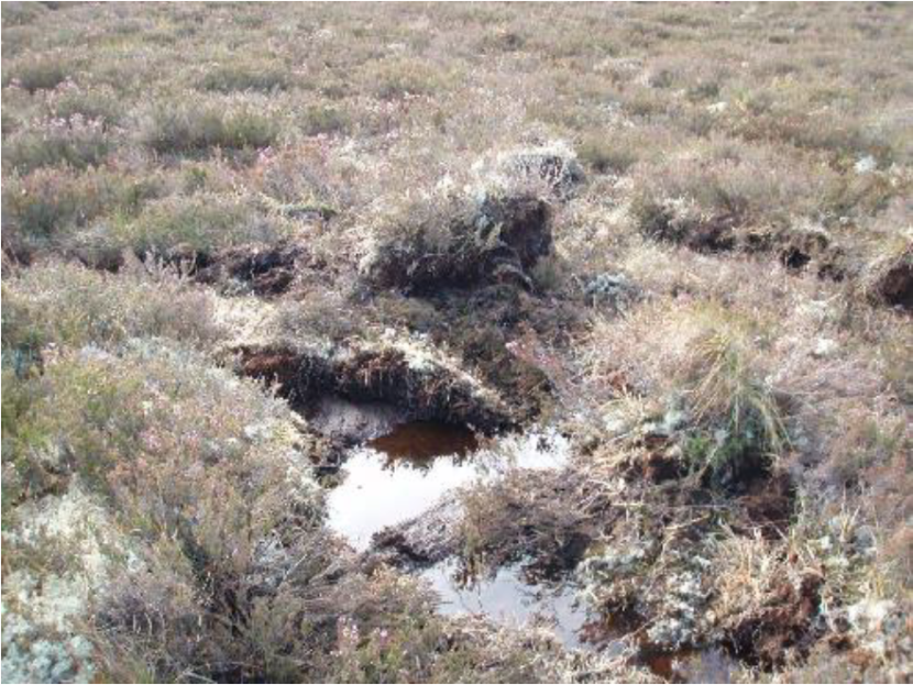 turves that have been dislodged from the ground