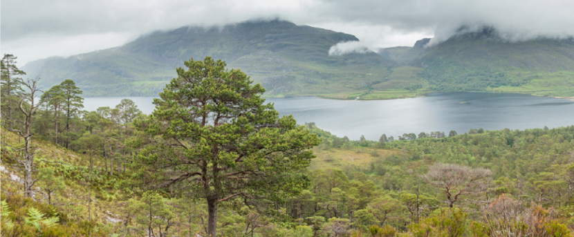 ancient pinewood at Loch Maree