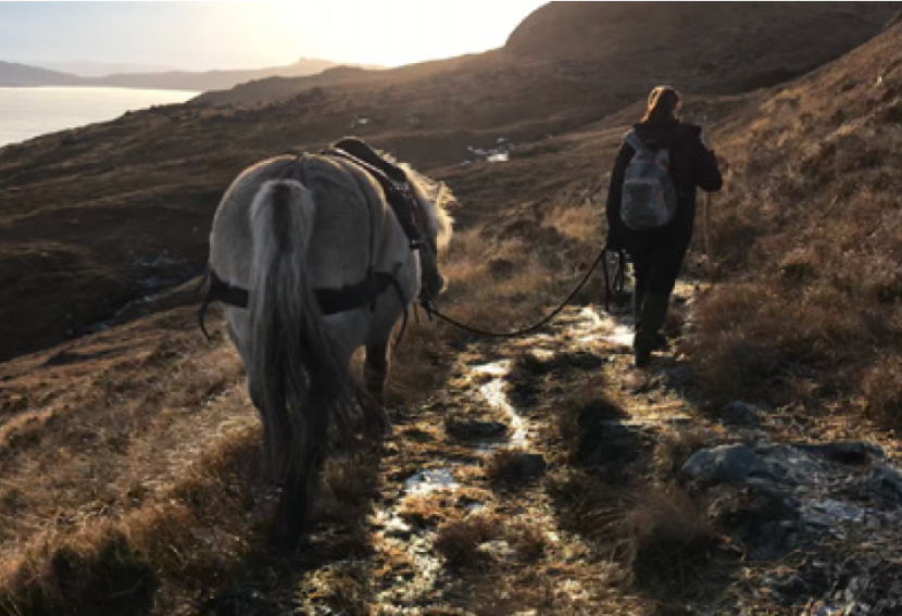 Rum pony out on the hill