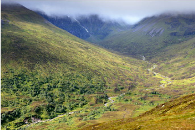 woodland regeneration