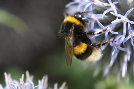 Bumble bee on flower