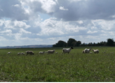 Sheep in field