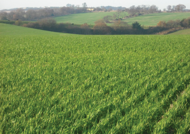 Field of grain
