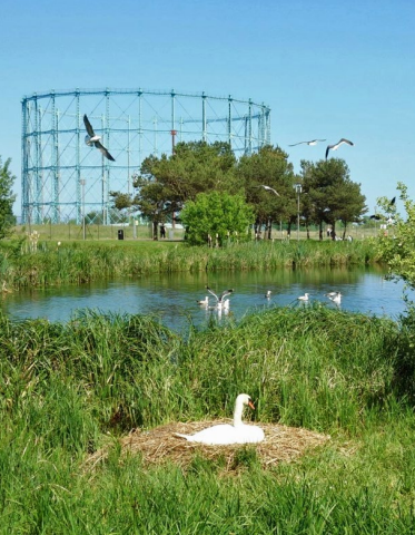 swan surrounded by greenspace and nature
