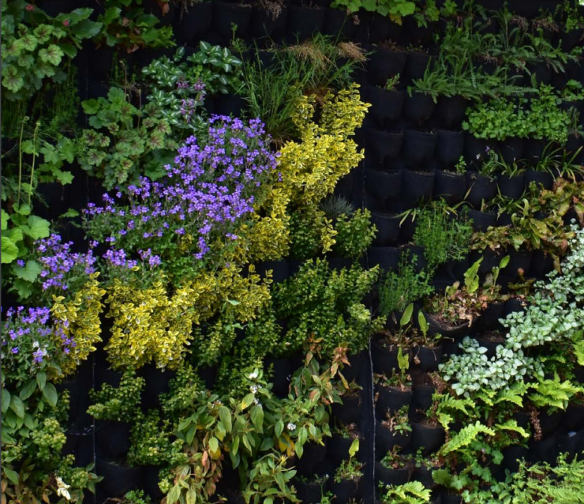 Green wall at Battleby