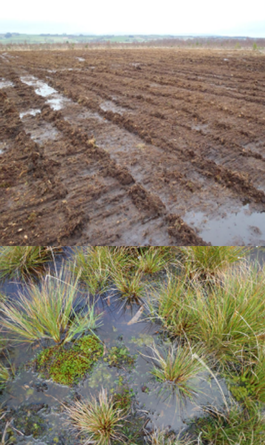 bog surface clean soil field compared to established bog with many visible plant species