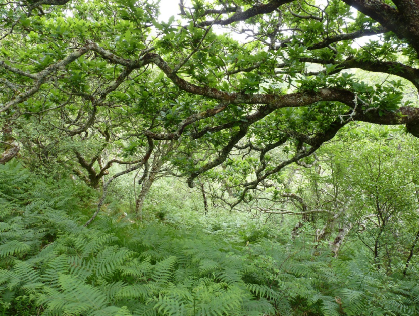 open grown oak tree