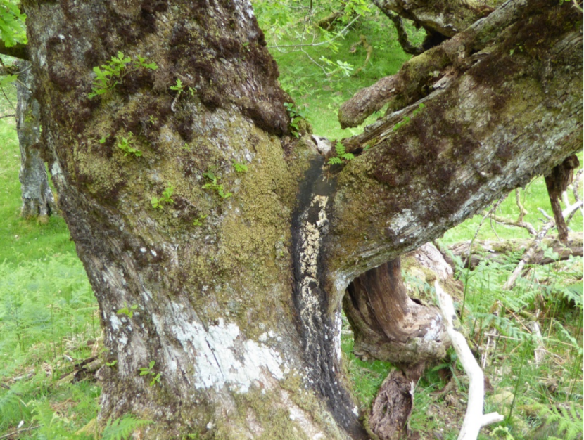 veteran oak tree