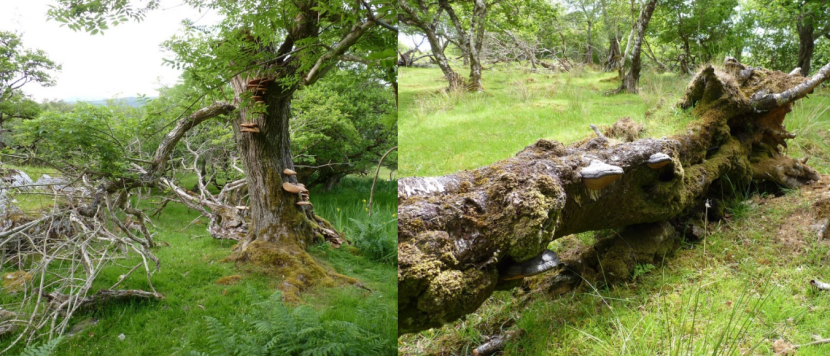 two images, one ash tree and one birch tree