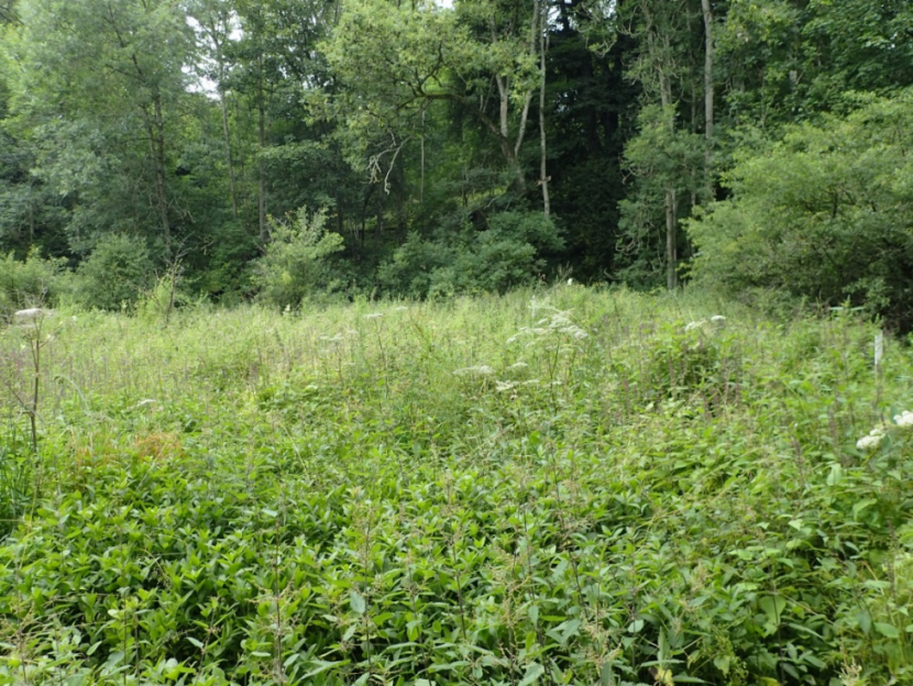 forest clearing