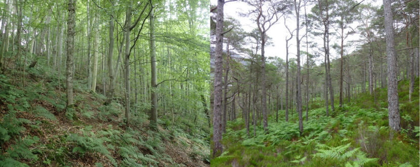 two images of woodland