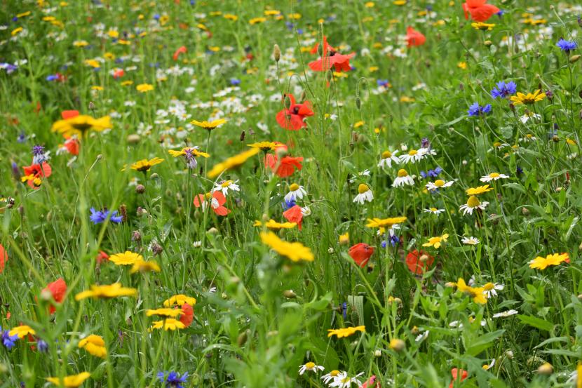 wildflower meadow