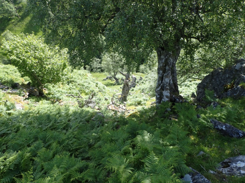 Mature trees in greenspace