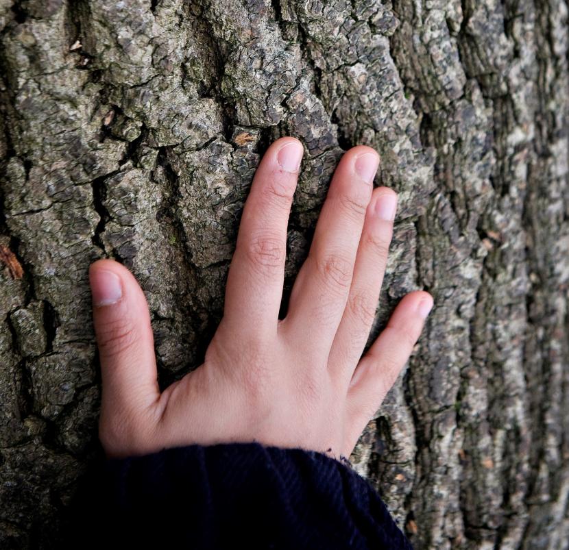 Hand spread out on trunk of tree