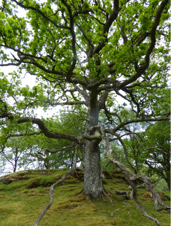 Veteran trees