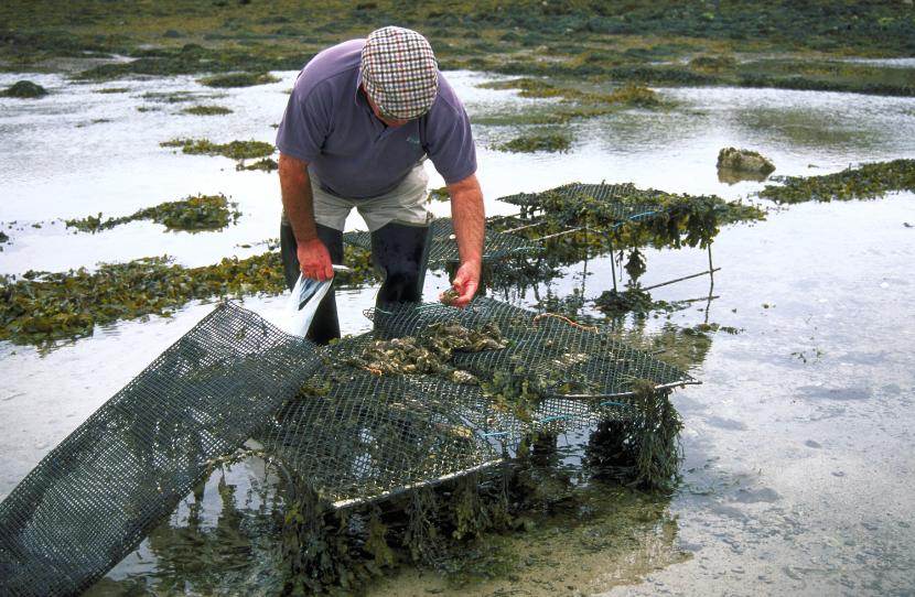 Oyster farming at Culkein, Drumbeg near Lochinver